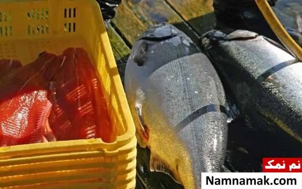 لیست ماهی های گران قیمت خوراکی جهان