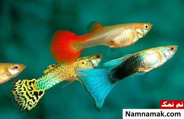 پرفروش ترین ماهی های زینتی در ایران پرطرفدارترین ماهی های آکواریومی گوپی