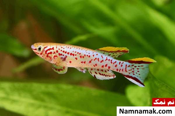 پرفروش ترین ماهی های زینتی در ایران کیلی فیش