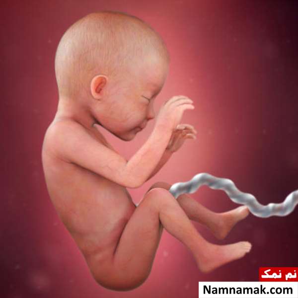 هفته بیست و ششم بارداری یعنی ماه چندم
