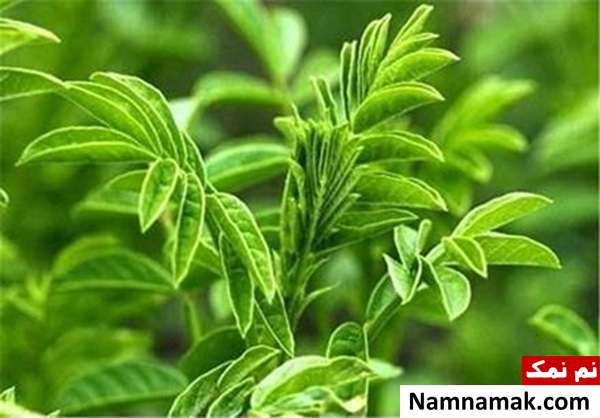 خوردن چه چیزهایی باعث بزرگ شدن سینه میشود