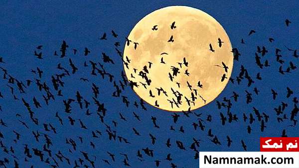 تاثیر ماه شب چهارده بر انسان و حیوانات