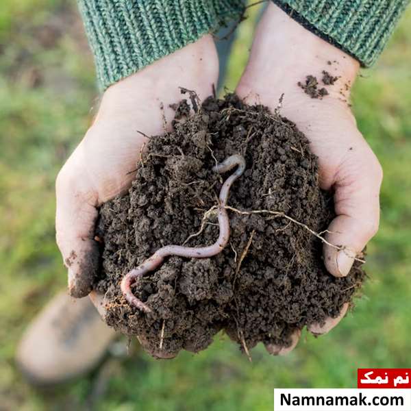 فواید کرم خاکی فواید کرم خاکی