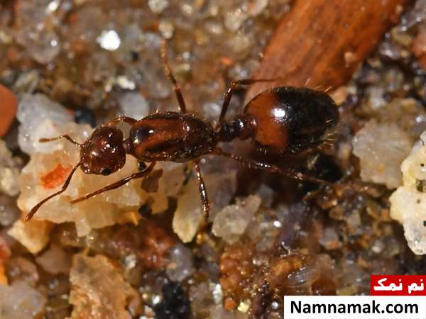     مورچه قرمز (Solenopsis Saevissima)