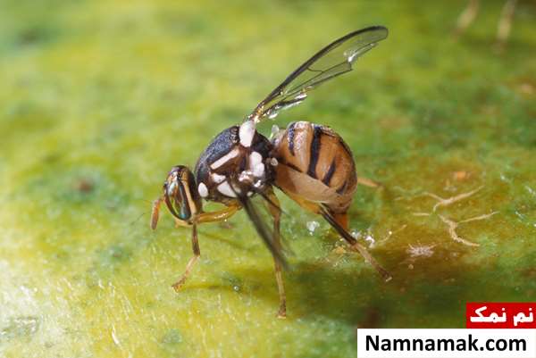    مگس میوه زینتی (Dacus dorsalis)