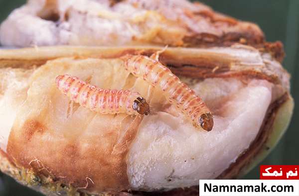     کرم قوزه پنبه (Pink bollworm)