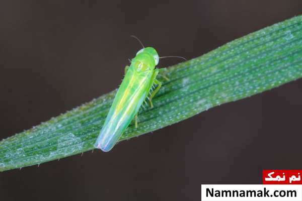     زنجرک سیب زمینی (Empoasca fabae)