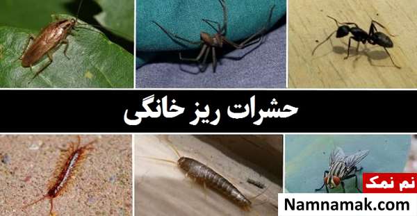 اسم انواع حشرات خانگی ریز با عکس اسم انواع حشرات خانگی ریز با عکس