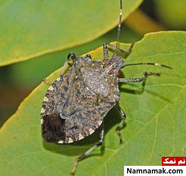 اسم انواع حشرات خانگی ریز با عکس اسم انواع حشرات خانگی ریز با عکس