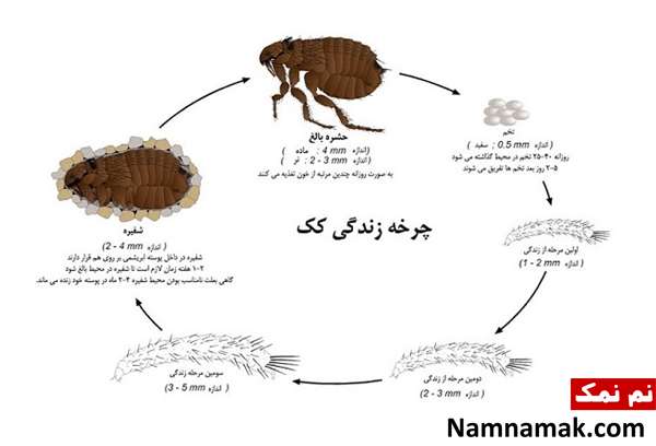 حشره سیاه کوچکی که می پرد