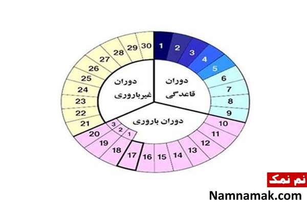 بهترین زمان لقاح برای دختر دار شدن کی هست؟