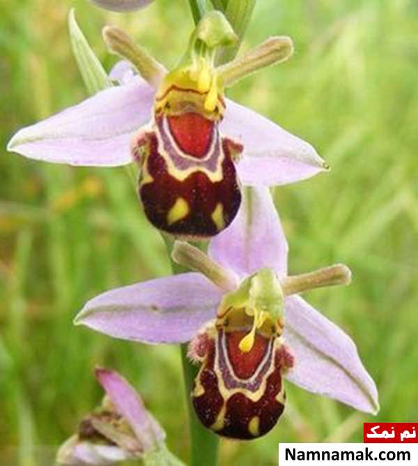 گل هایی به شکل سوسک