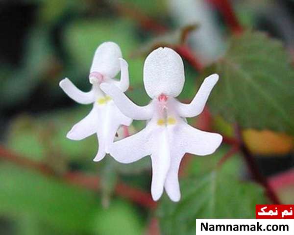 گل هایی به شکل عروس