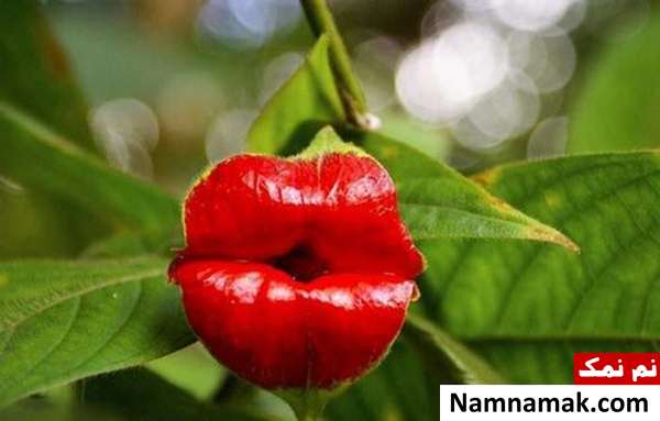 گل هایی به شکل لب