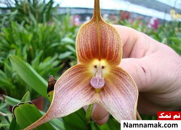 گل هایی به شکل میمون