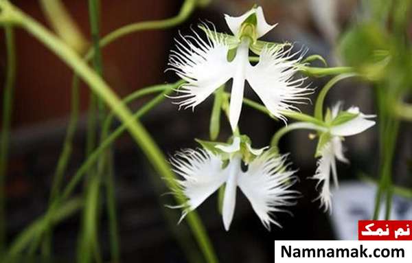 گل هایی به شکل کبوتر