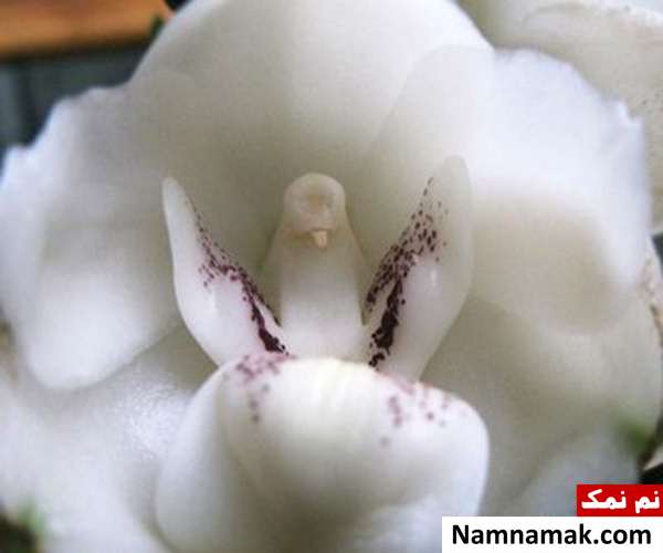 گل هایی به شکل کبوتر