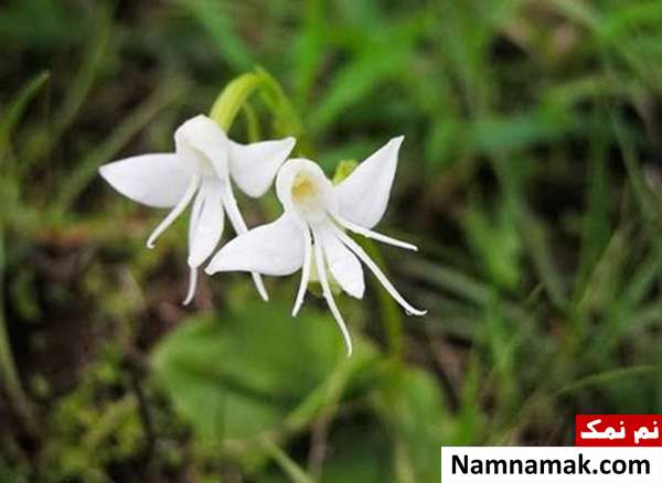 گل هایی به شکل عروس