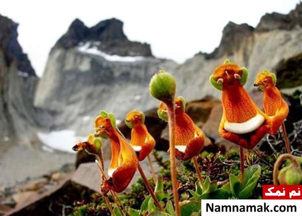 گل هایی به شکل روباه