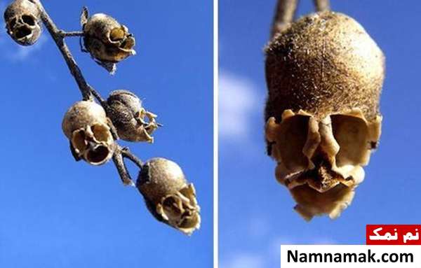 گل هایی به شکل جمجمه انسان