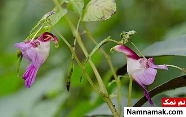 گل هایی به شکل گنجشگ