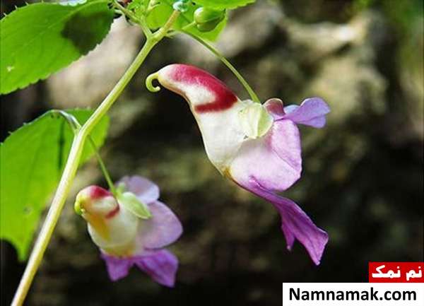 گل هایی به شکل گنجشگ