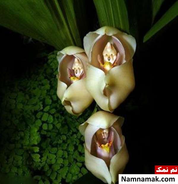 گل هایی به شکل نوزاد انسان