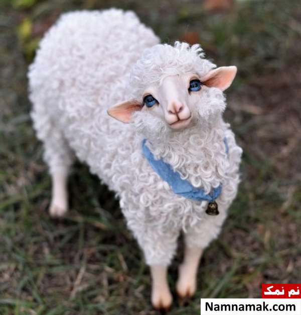 عکس بره کوچولو