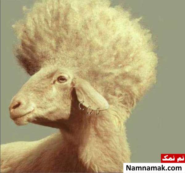 عکس گوسفندان خنده دار برای عید قربان