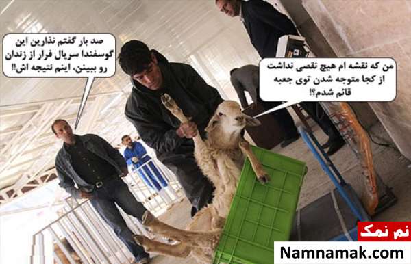 عکس گوسفندان خنده دار برای عید قربان