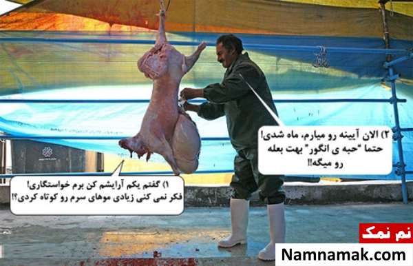 عکس گوسفندان خنده دار برای عید قربان