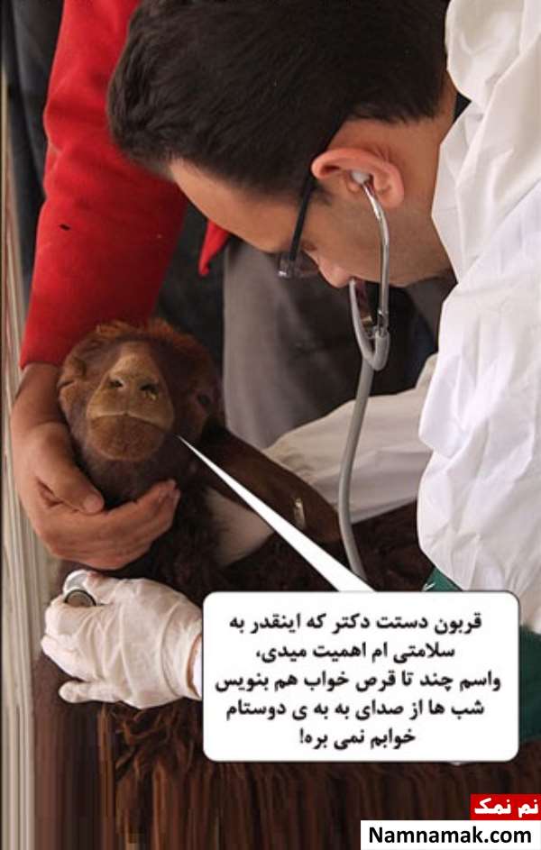 عکس گوسفندان خنده دار برای عید قربان