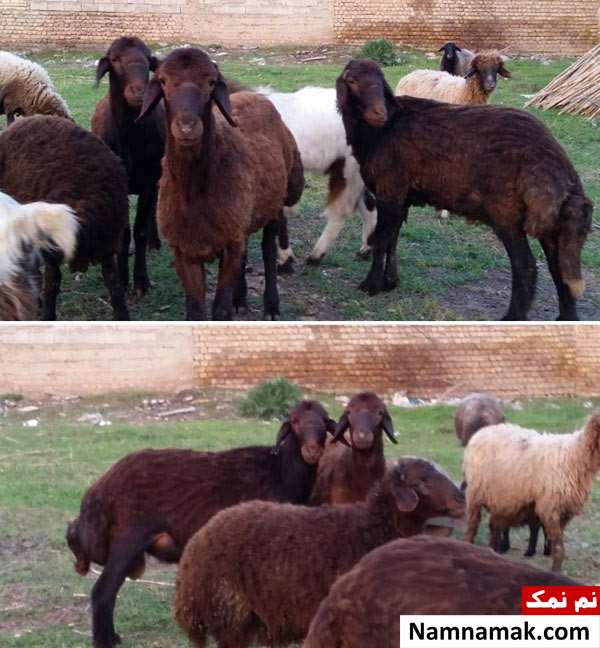 نحوه تشخیص و عکس گوسفند نژاد افشاری نحوه تشخیص و عکس گوسفند نژاد افشاری