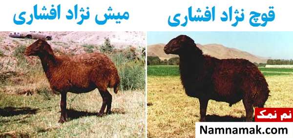 نحوه تشخیص و عکس گوسفند نژاد افشاری نحوه تشخیص و عکس گوسفند نژاد افشاری