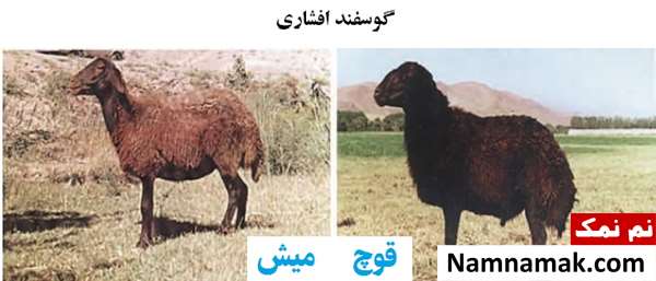 انواع نژاد گوسفندان ایرانی گوسفند افشاری