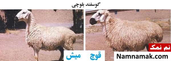 انواع نژاد گوسفندان ایرانی گوسفند بلوچی