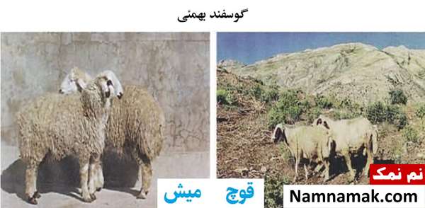 انواع نژاد گوسفندان ایرانی گوسفند بهمنی