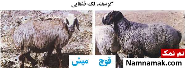 انواع نژاد گوسفندان ایرانی گوسفند لک قشقایی