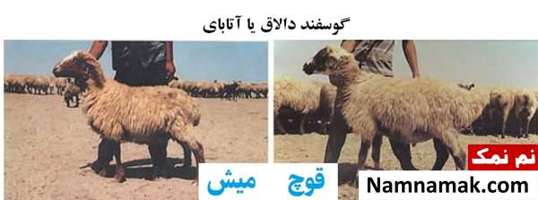 انواع نژاد گوسفندان ایرانی گوسفند دالاق و آتابای