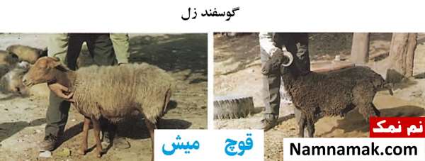 انواع نژاد گوسفندان ایرانی گوسفند زل