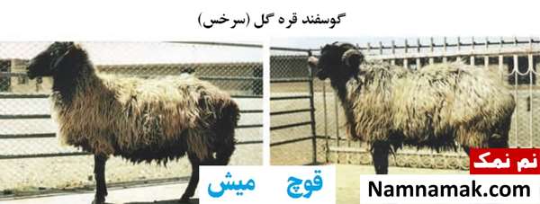 انواع نژاد گوسفندان ایرانی گوسفند قره گل (سرخس)