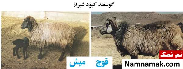 انواع نژاد گوسفندان ایرانی گوسفند کبود شیراز