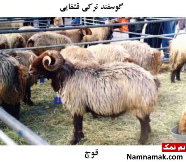 انواع نژاد گوسفندان ایرانی گوسفند ترکی قشقایی