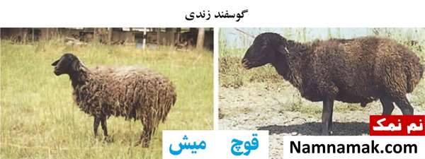 انواع نژاد گوسفندان ایرانی گوسفند زندی