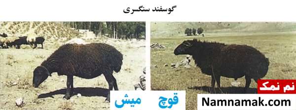 انواع نژاد گوسفندان ایرانی گوسفند سنگسری