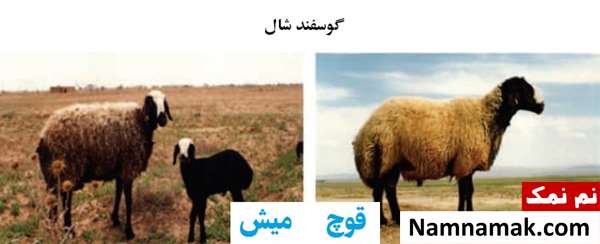انواع نژاد گوسفندان ایرانی گوسفند شال
