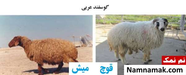 انواع نژاد گوسفندان ایرانی گوسفند عربی