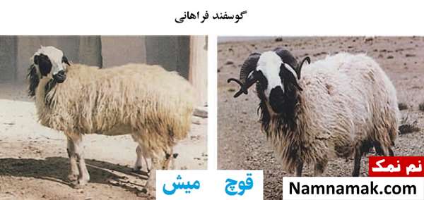 انواع نژاد گوسفندان ایرانی گوسفند فراهانی