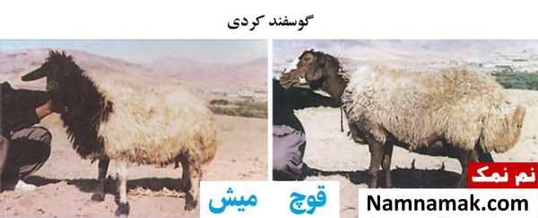 انواع نژاد گوسفندان ایرانی گوسفند کردی