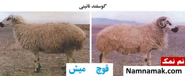 انواع نژاد گوسفندان ایرانی گوسفند نائینی